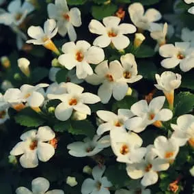 Bacopa ingredient in NeuroPrime