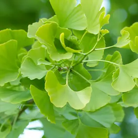 Ginkgo Biloba ingredient in NeuroPrime