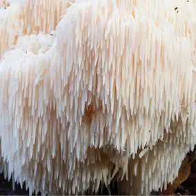 Lion's Mane ingredient in NeuroPrime
