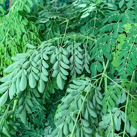 Moringa ingredient in NeuroPrime