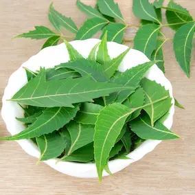 Neem ingredient in NeuroPrime