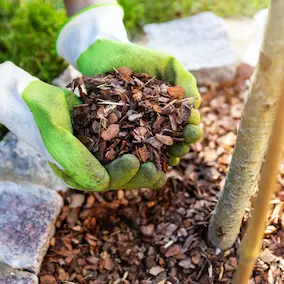 Pine Bark ingredient in NeuroPrime
